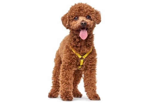 Hunter Tripoli / Шлейка Хантер для собак светоотражающая нейлон Желтая