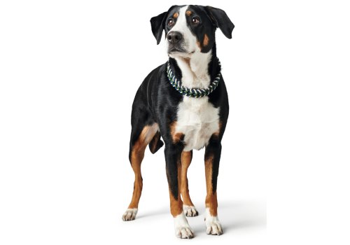 Hunter Tinnum / Ошейник-удавка Хантер для собак Синий с Зеленым