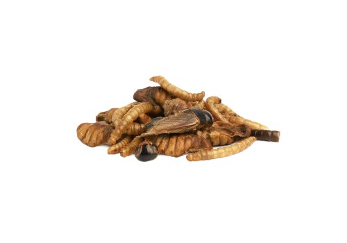 Little One Snack Insect Mix / Лакомство Литтл Уан для всеядных грузынов Смесь насекомых