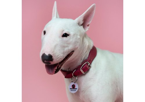 Mr.Kranch / Ошейник Мистер Кранч для собак из Натуральной кожи с QR-адресником Малиновый