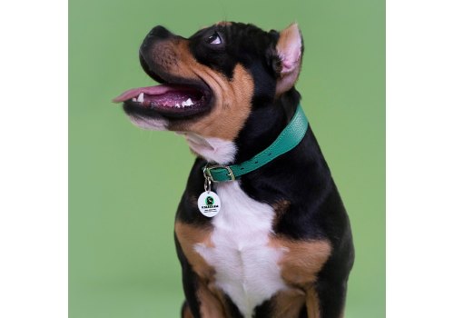 Mr.Kranch / Ошейник Мистер Кранч для собак из Натуральной кожи с QR-адресником Зеленый