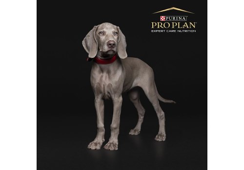 PRO PLAN ACTI PROTECT / Сухой корм ПРО ПЛАН для щенков с чувствительным пищеварением с ягненком