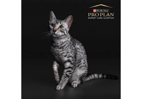 PRO PLAN ACTI PROTECT / Сухой корм ПРО ПЛАН для взрослых стерилизованных кошек с индейкой