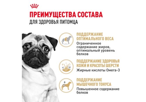 Royal Canin Breed dog Pug Adult / Сухой корм Роял Канин для взрослых собак породы Мопс старше 10 месяцев