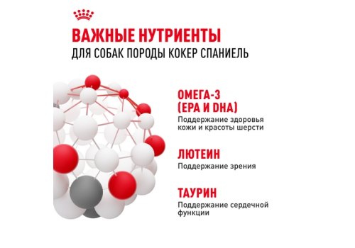 Royal Canin Breed dog Cocker Adult / Сухой корм Роял Канин для взрослых собак породы Кокер Спаниель старше 1 года Royal Canin Breed dog Cocker Adult / Сухой корм Роял Канин для взрослых собак породы Кокер Спаниель старше 1 года