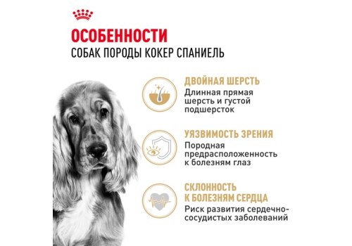 Royal Canin Breed dog Cocker Adult / Сухой корм Роял Канин для взрослых собак породы Кокер Спаниель старше 1 года Royal Canin Breed dog Cocker Adult / Сухой корм Роял Канин для взрослых собак породы Кокер Спаниель старше 1 года