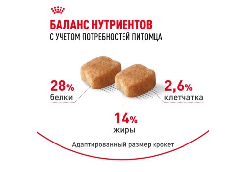 Royal Canin Breed dog Dachshund Adult / Сухой корм Роял Канин для взрослых собак породы Такса старше 10 месяцев