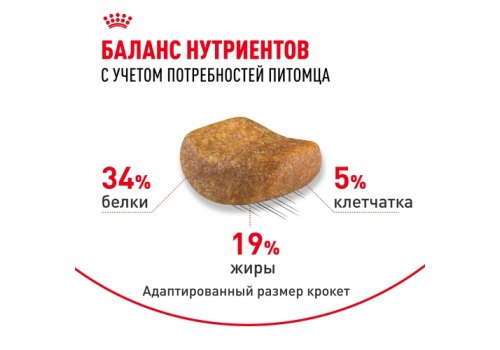 Royal Canin Breed cat British Shorthair / Сухой корм Роял Канин для Взрослых кошек породы Британская короткошерстная Royal Canin Breed cat British Shorthair / Сухой корм Роял Канин для Взрослых кошек породы Британская короткошерстная