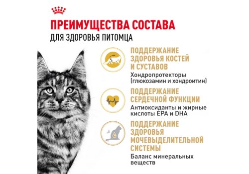 Royal Canin Breed cat Maine Coon / Сухой корм Роял Канин для Взрослых кошек породы Мэйн Кун старше 15 месяцев