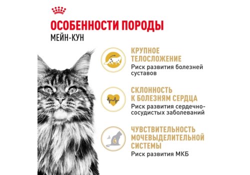 Royal Canin Breed cat Maine Coon / Сухой корм Роял Канин для Взрослых кошек породы Мэйн Кун старше 15 месяцев