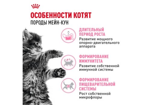 Royal Canin Breed cat Kitten Maine Coon / Сухой корм Роял Канин для Котят породы Мэйн Кун в возрасте до 15 месяцев