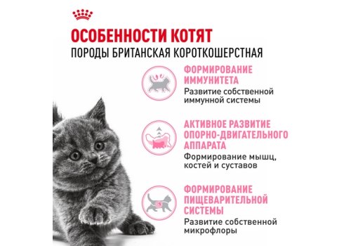 Royal Canin Breed cat Kitten British Shorthair / Сухой корм Роял Канин для Котят породы Британская короткошерстная в возрасте от 4 до 12 месяцев