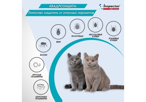 Inspector Quadro К / Капли Инспектор от Внешних и Внутренних паразитов для кошек весом от 4 до 8 кг