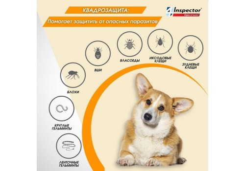 Inspector Quadro С / Капли Инспектор от Внешних и Внутренних паразитов для собак весом от 1 до 4 кг