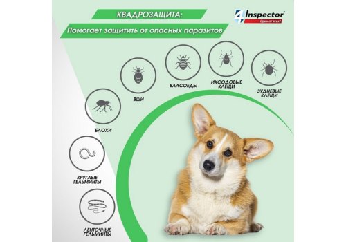 Inspector Quadro С / Капли Инспектор от Внешних и Внутренних паразитов для собак весом от 4 до 10 кг