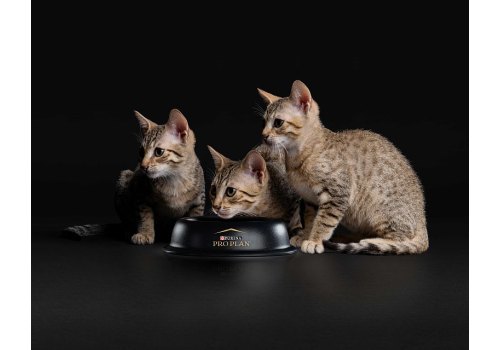 PRO PLAN KITTEN / Влажный корм Паучи ПРО ПЛАН для котят с говядиной в соусе (цена за упаковку)