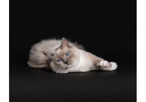 PRO PLAN NATURE ELEMENTS / Сухой корм ПРО ПЛАН для взрослых стерилизованных кошек с курицей