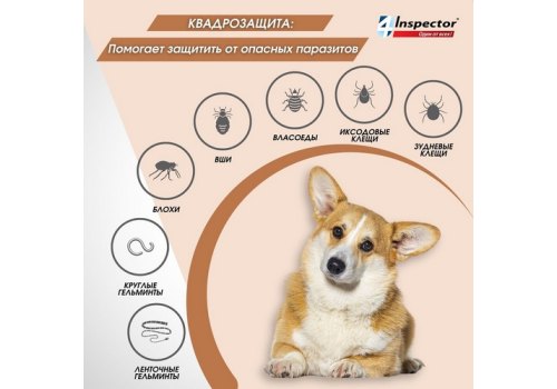 Inspector Quadro С / Капли Инспектор от Внешних и Внутренних паразитов для собак весом от 40 до 60 кг