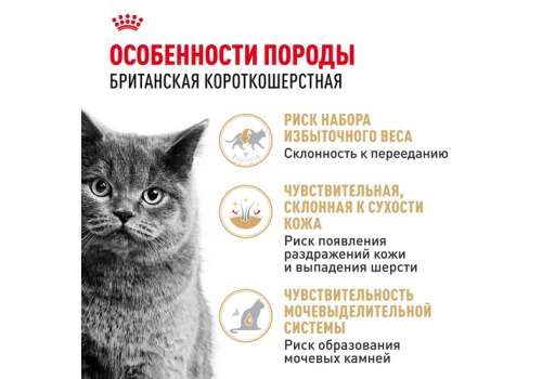 Royal Canin Breed cat British Shorthair / Влажный корм (Консервы-Паучи) Роял Канин для кошек породы Британская короткошерстная
