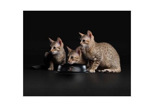 PRO PLAN HEALTHY START KITTEN / Сухой корм ПРО ПЛАН для Котят, беременных и кормящих кошек Поддержание иммунитета и здорового развития с Курицей